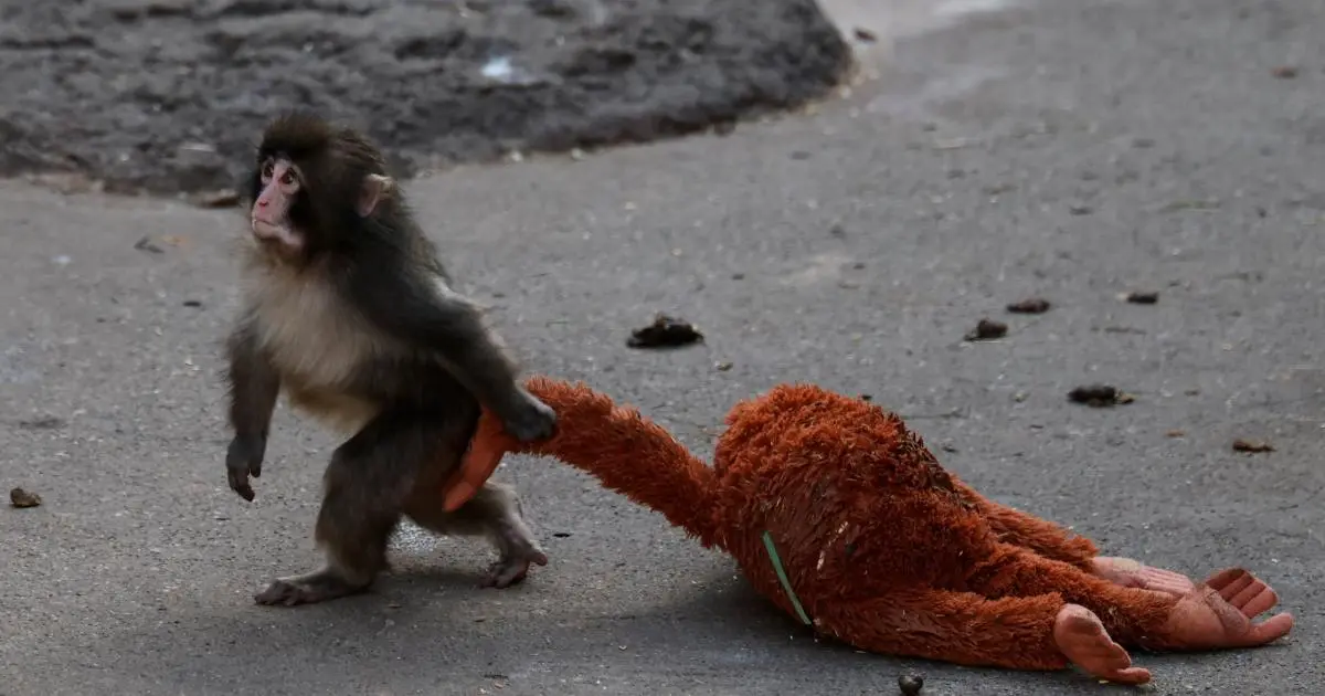 Justin Sun quyên góp 100.000 USD cho “chú khỉ bị bỏ rơi” gây sốt, memecoin tăng gần 200%